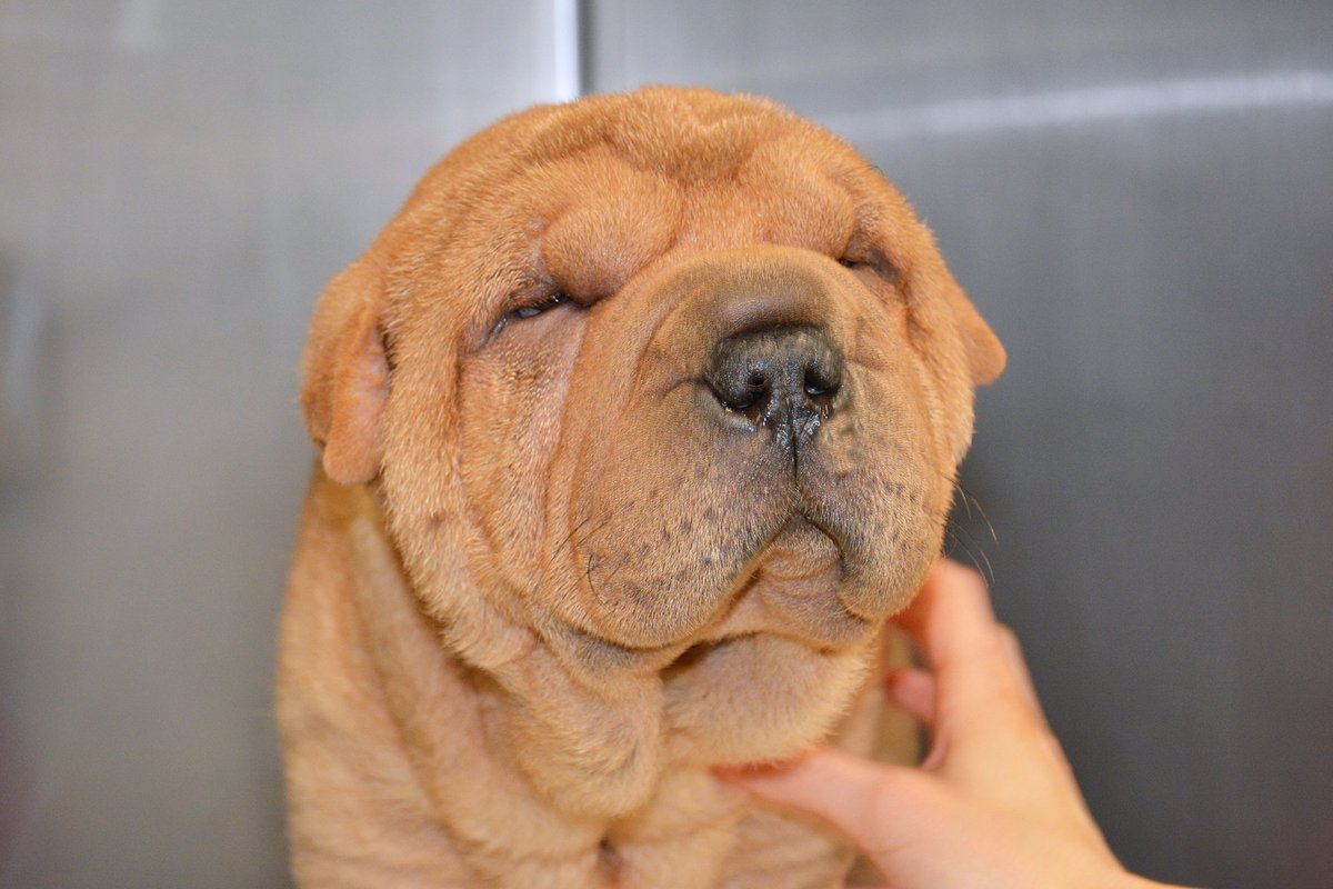 cornellvet's tweet photo. New test for Shar-Pei breed: @Cornell's AHDC 1st in nation to provide diagnostic https://t.co/3mS5t3jQea #CornellVet https://t.co/NGCp7KWsMP