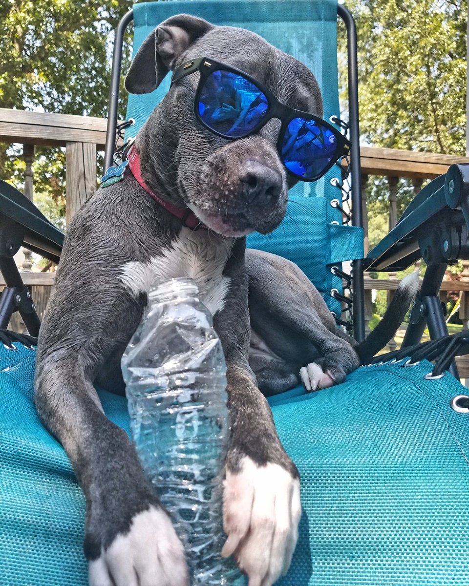 pitbulllmom's tweet photo. Stay hydrated!😎 #MaiaThePitbull @weatherchannel @Pitbullsofinsta @DailyPitbulls @SamChampion @c https://t.co/jKBziIp5DQ