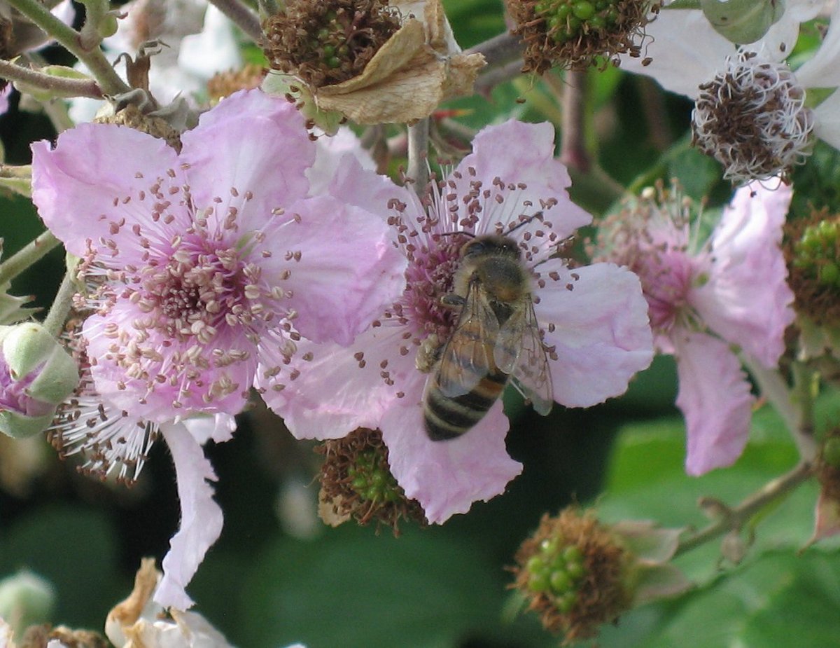 ben_keylock's tweet photo. Multi-tasking...making blackberries and honey.
West Hagbourne 160722
@NearbyWild #WestHagbourne https://t.co/8gGf9pKDtw