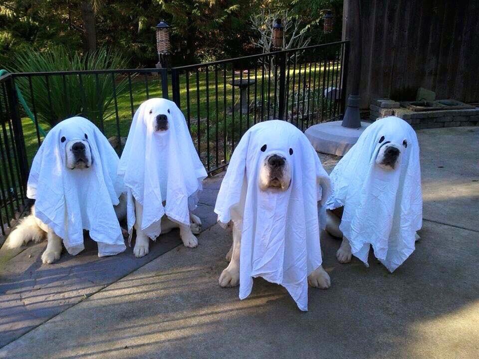 why do people dress up thier dogs as KKK for holloween? :freak