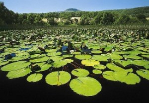 IzkiNatural's tweet photo. La laguna Olandina es uno de los rincones escondidos de #MontañaAlavesa Conócelo!! https://t.co/6J7iKilYNy https://t.co/xCvYdZe0a4
