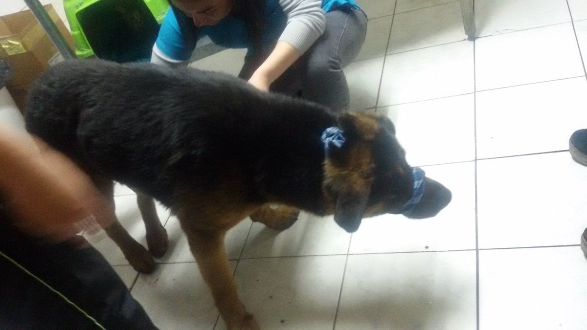 tobitagatita's tweet photo. Este perrito lo atropellaron en Bellavista con Bombero Nuñez ,al parecer tiene dueño difundir .Esta siendo atendido https://t.co/dlbPkkVWoV
