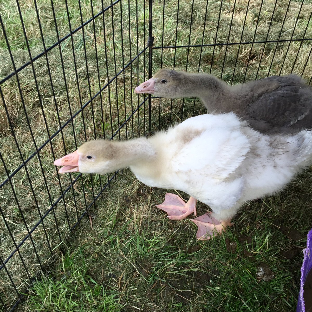 fishersmobile's tweet photo. Our little baby #goslings Charlie & Ashley not so little nemore #fishersmobilefarm #mobilefarm #retweettweettweet https://t.co/NNrjjUgrmJ