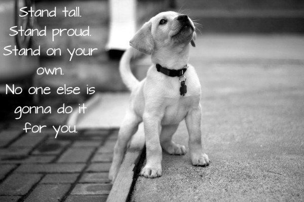 DogsTee's tweet image. 