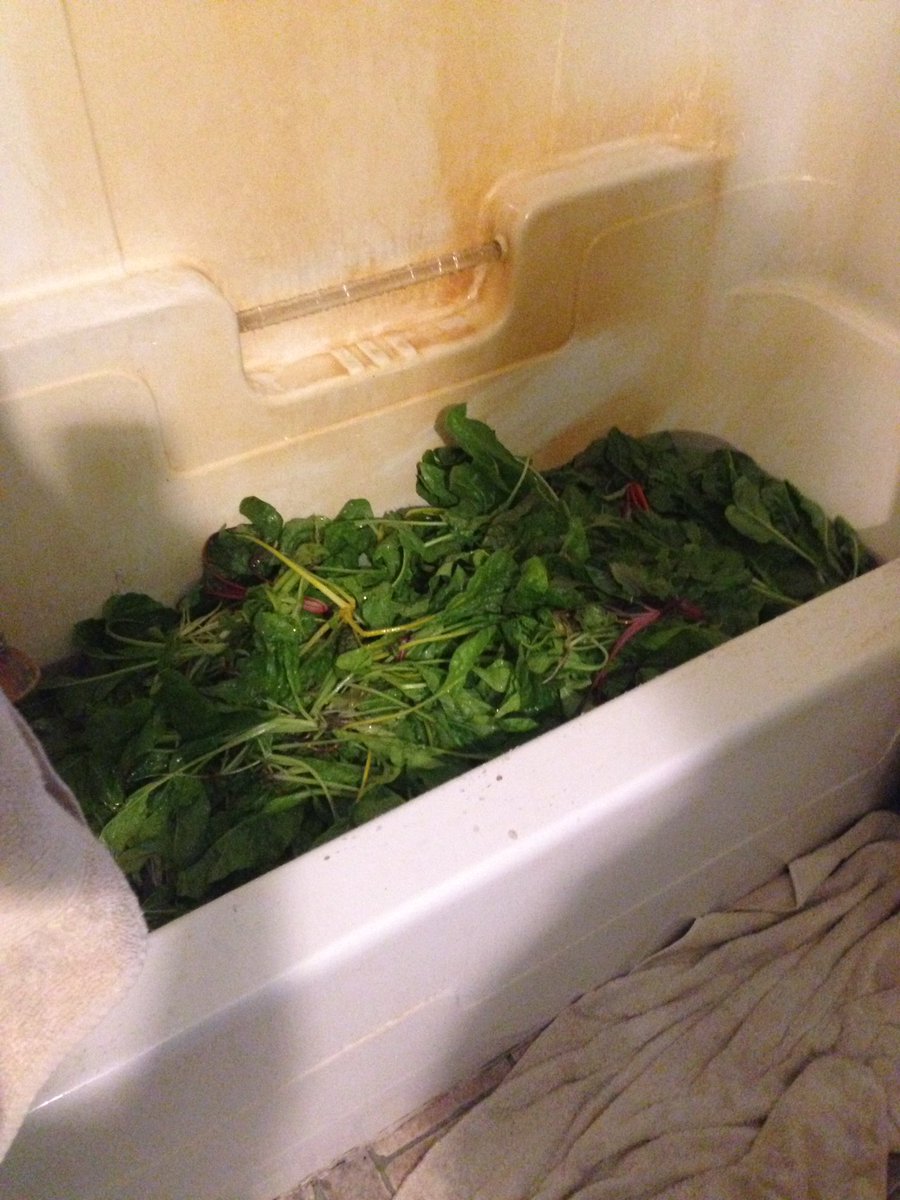 Our first harvest: a tub full of swiss chard