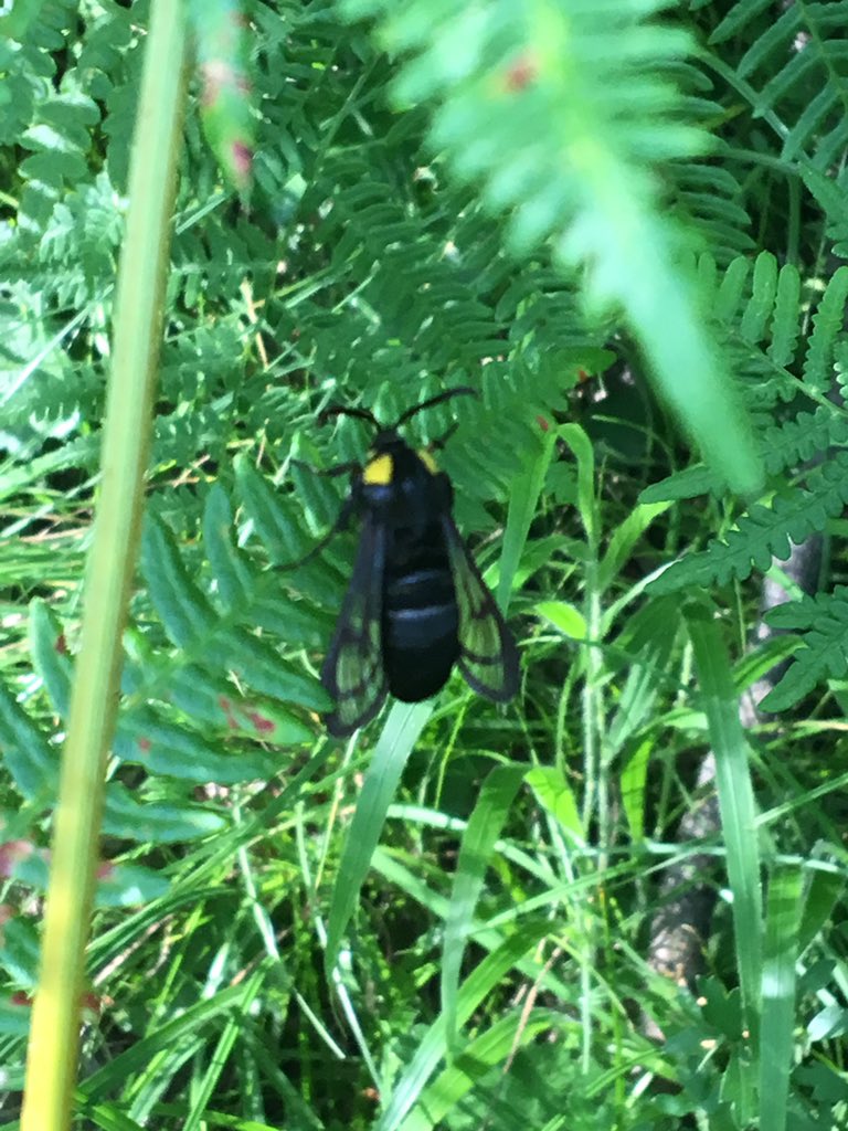 mothithology's tweet photo. Found this Clearwing at Plitvice, Croatia today - my first Clearwing so excited! ID? @dgcountryside @sibechat https://t.co/oQ2uk6qdpx