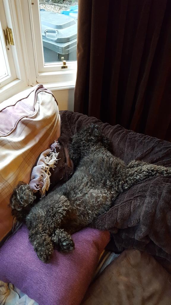 MaisieCockapoo's tweet image. Relaxing after a day on the beach ... zzz
