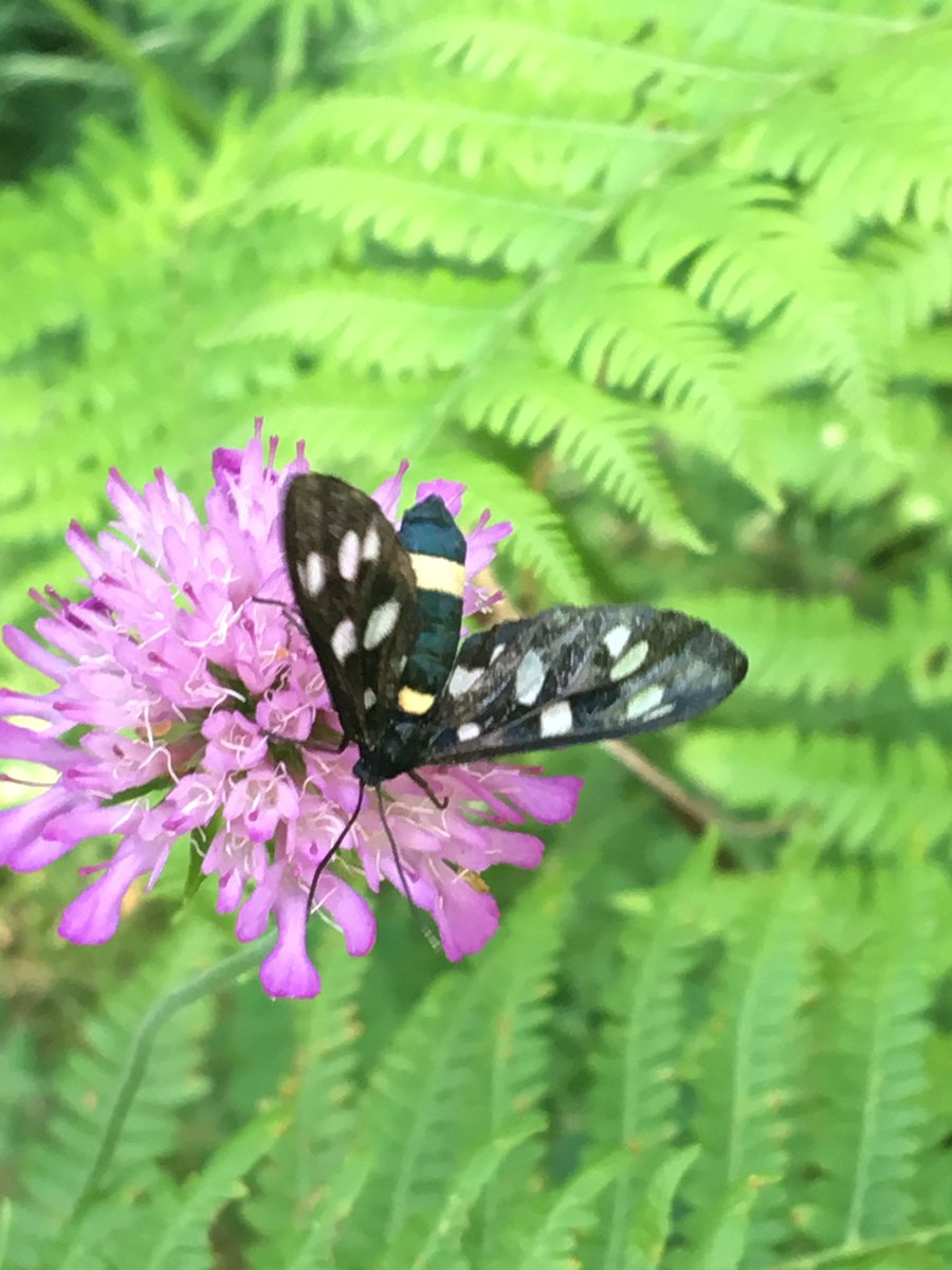 mothithology's tweet photo. Moth selection at Plitvice today - any IDs? @dgcountryside @sibechat https://t.co/OKpTAswBLS