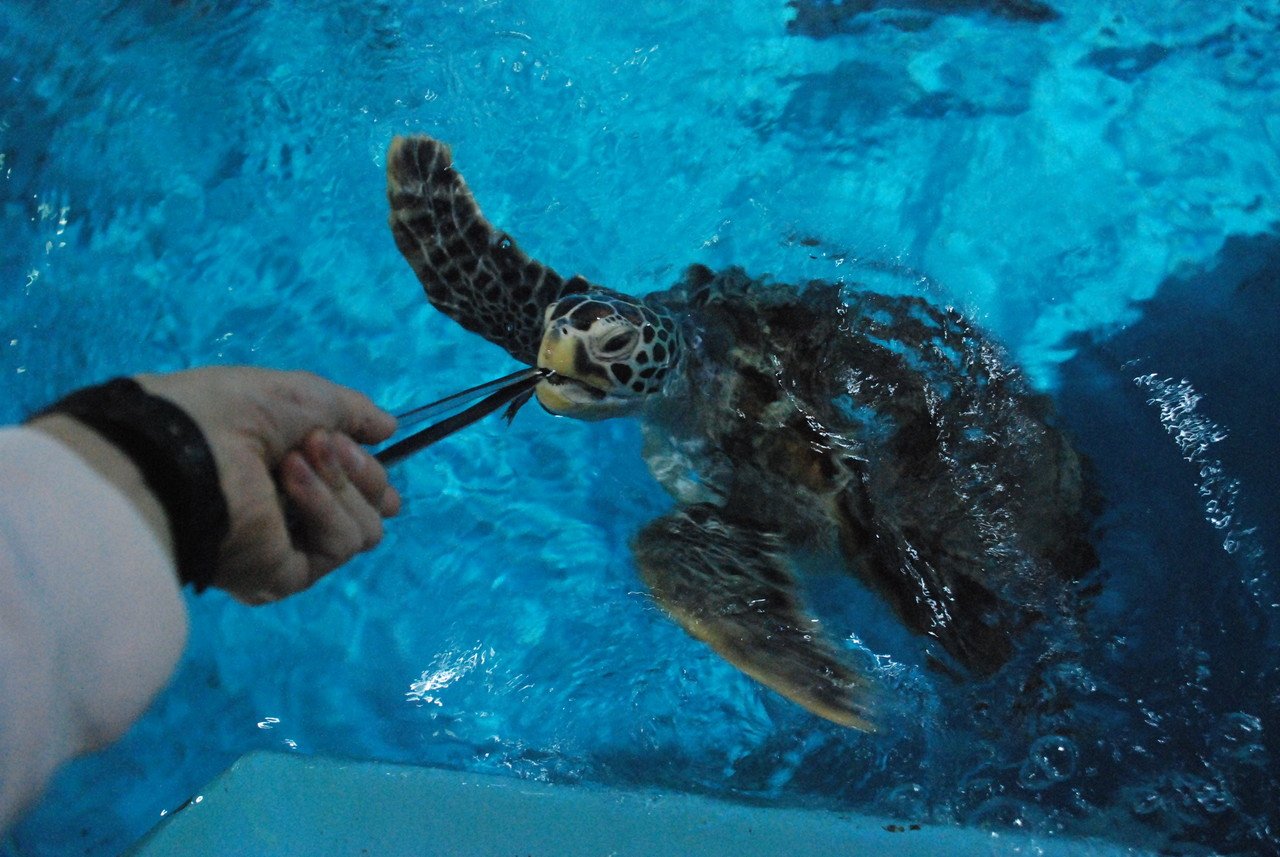 تويتر ニッポン隅々観光 على تويتر T Co Z8sovfnkq7 過去記事再放送 ４ 桂浜水族館には幻の巨大魚 アカメがいる ウミガメにエサをあげれたり タッチングプールがあったり 釣り堀があったりと 見所満点の水族館だ T Co Dxa7cyiddd