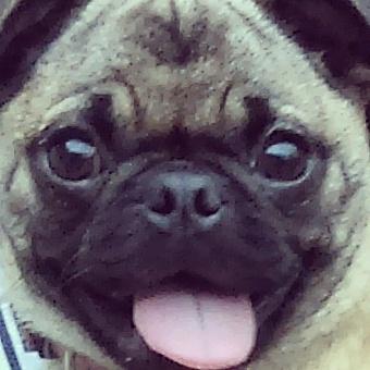 Luna_The_Pug's tweet photo. https://t.co/seHAxBzDfz
