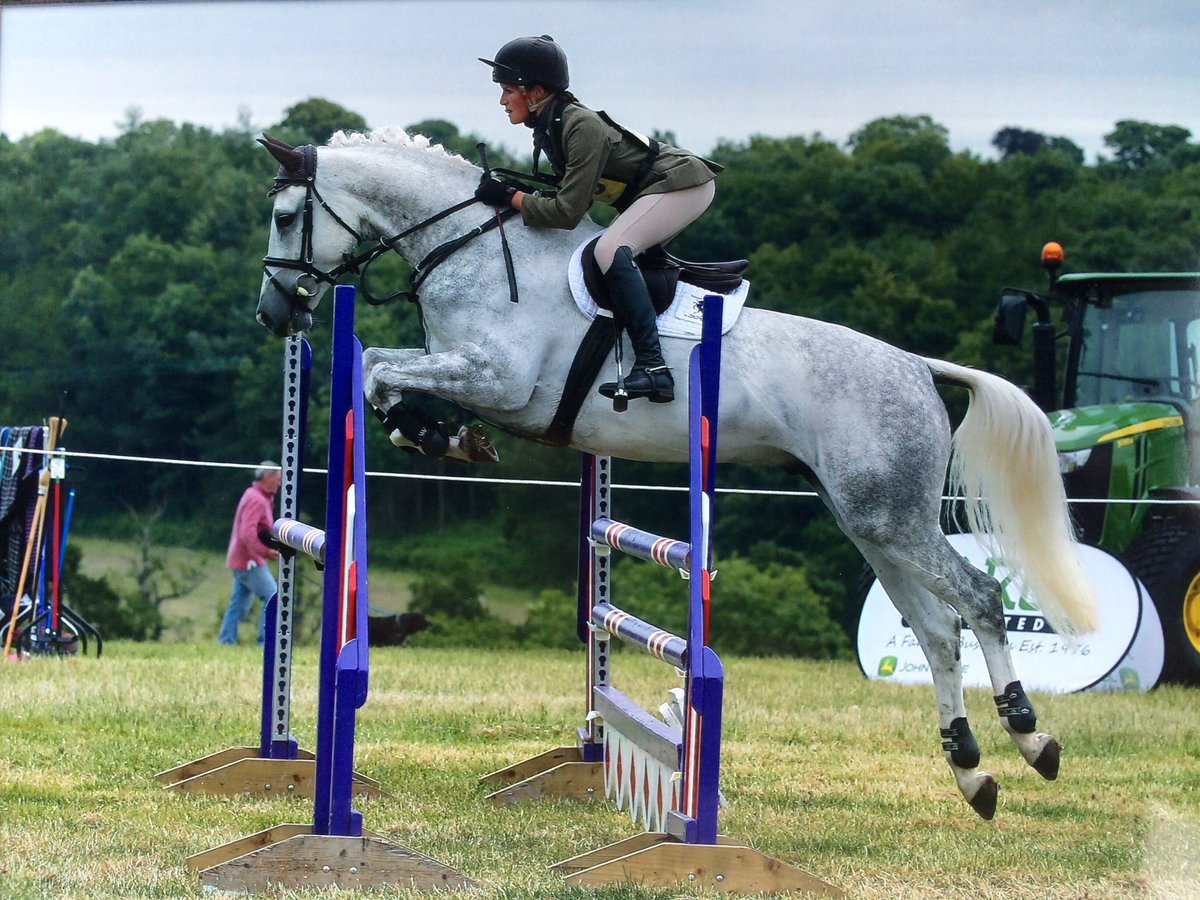 rosiefry's tweet photo. The super cute 'Doograne Commanche' doing his first novice @uptonhouseht to finish 3RD! He is sadly FOR SALE. https://t.co/5DsDtlt9lM