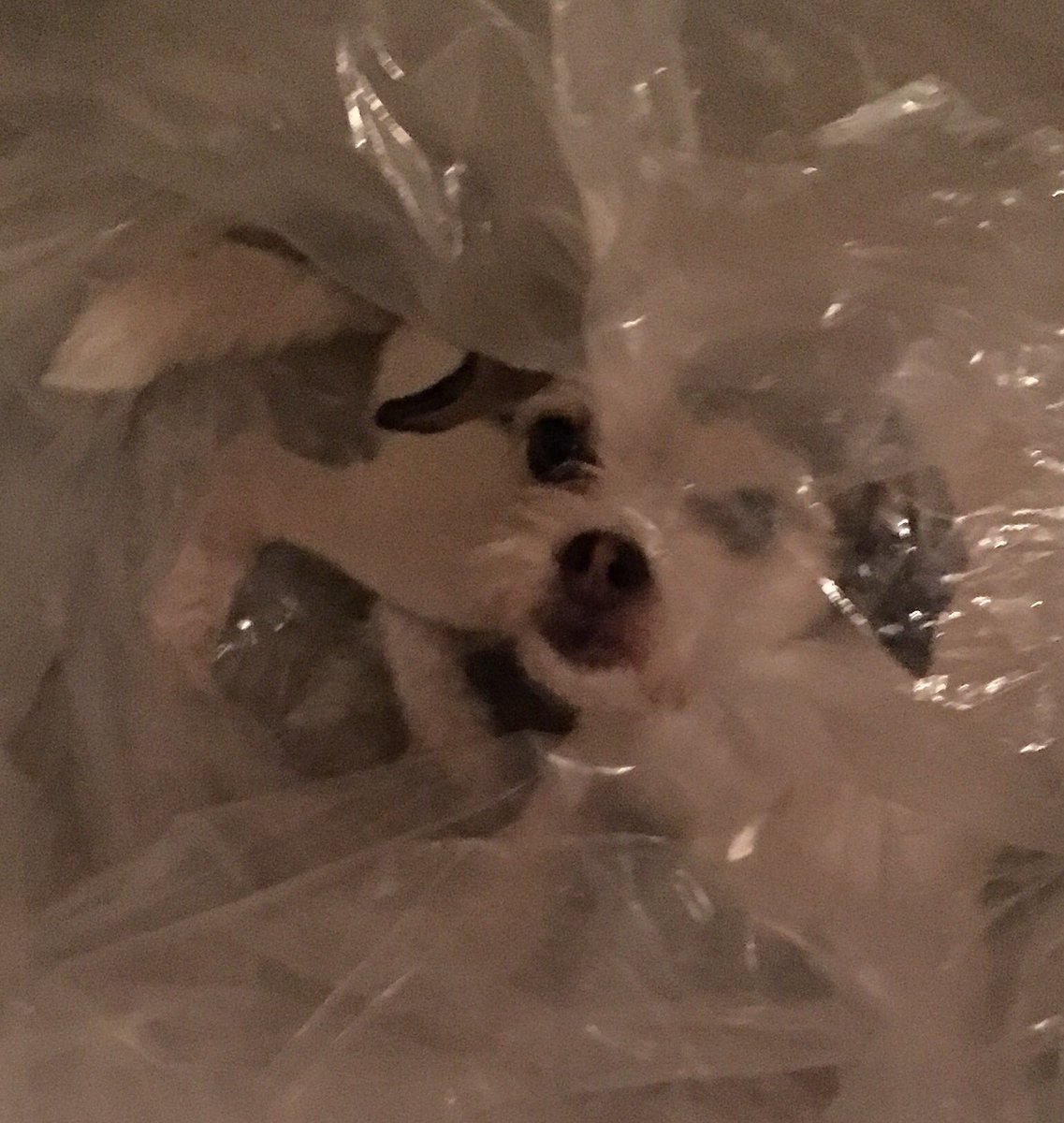 LisaDarkBooks's tweet photo. Ummm, no idea why my pups thought nestling in plastic would be a good idea.  After the photo shoot, recycle!!! https://t.co/Cde6BWWYBE