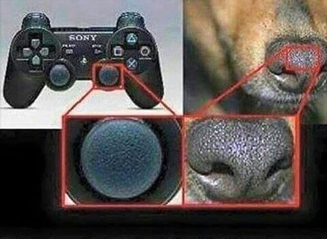 Georgie Stahlberger Twitter: "Takes 2 dog noses to make one controller. Still think PlayStation is better @Big_Brudda ?? https://t.co/KMJgfsGD1k" / Twitter