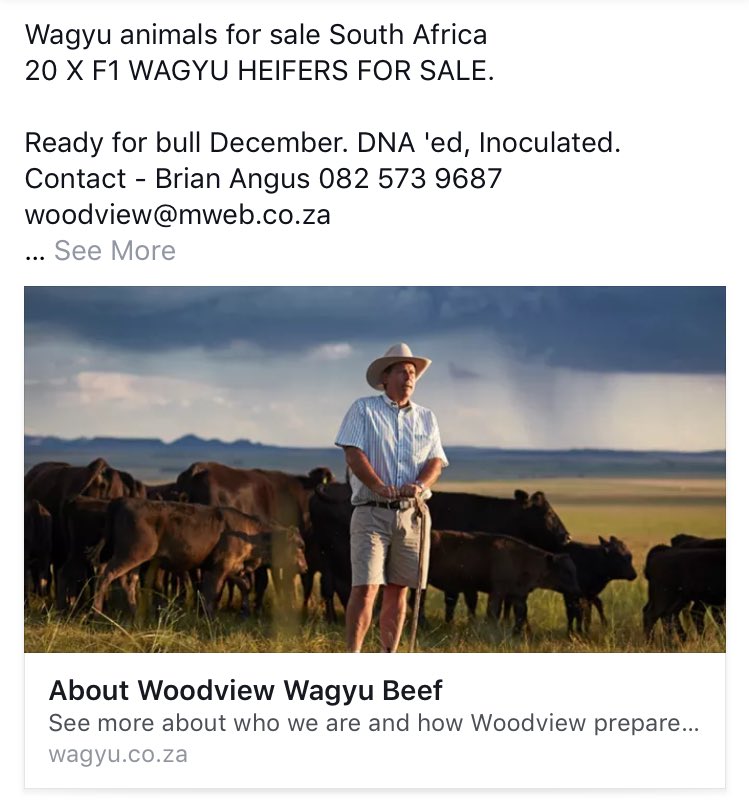Looking for Wagyu cattle to purchase? Look no further. #SouthAfrica