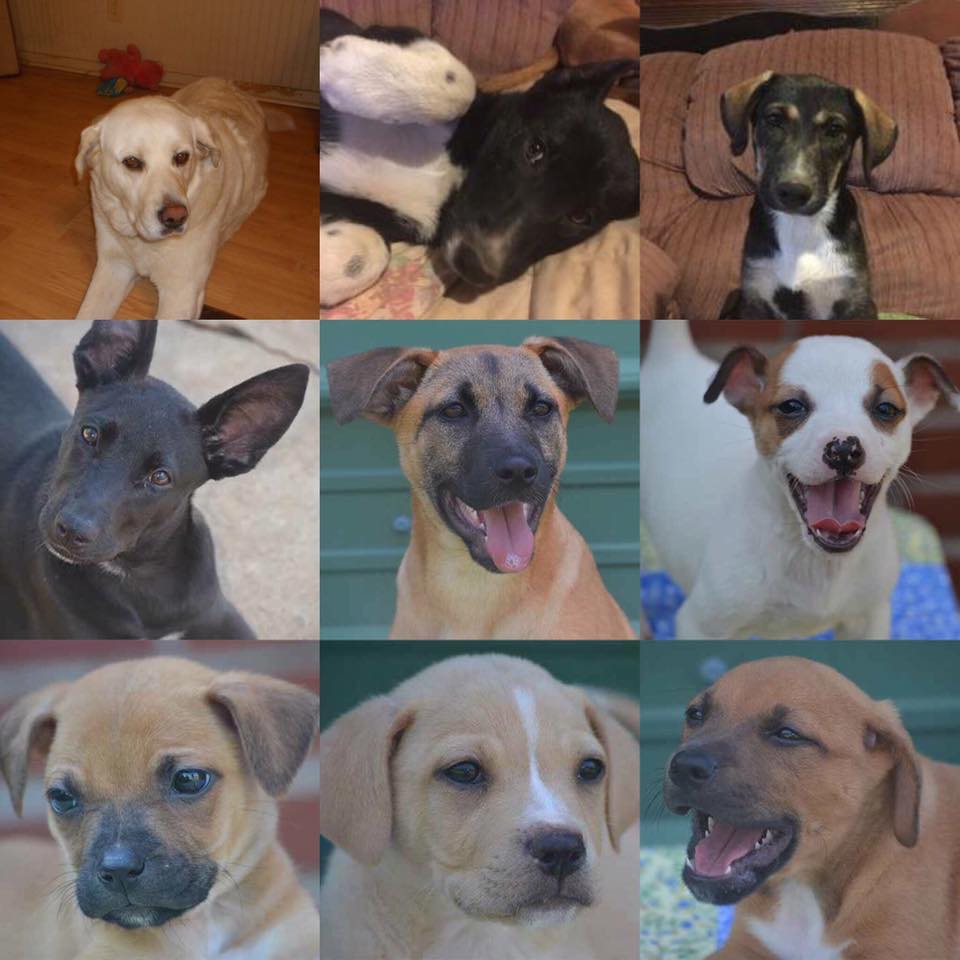 Always know what's new in the rescue! Sign up for our newsletter bit.ly/29JqHFk