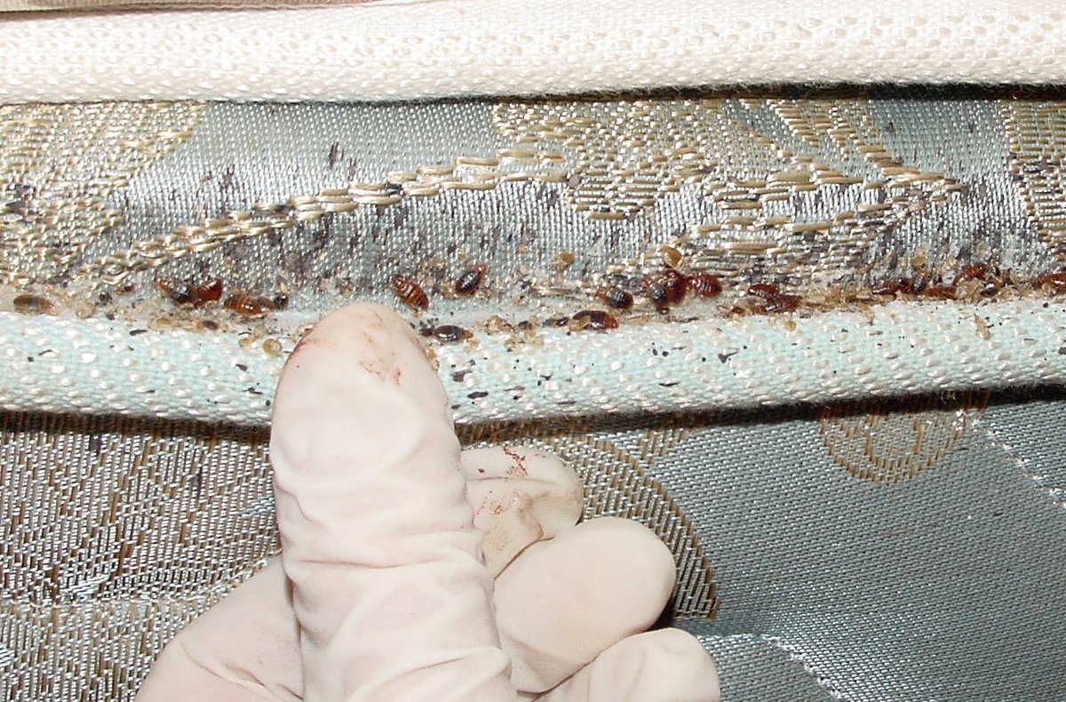 5 tips om vakantie bedwantsvrij te houden.lagerweybv.nl/blog/5-tips-om… #bedwants #vakantie #tips #ongediertebestrijding