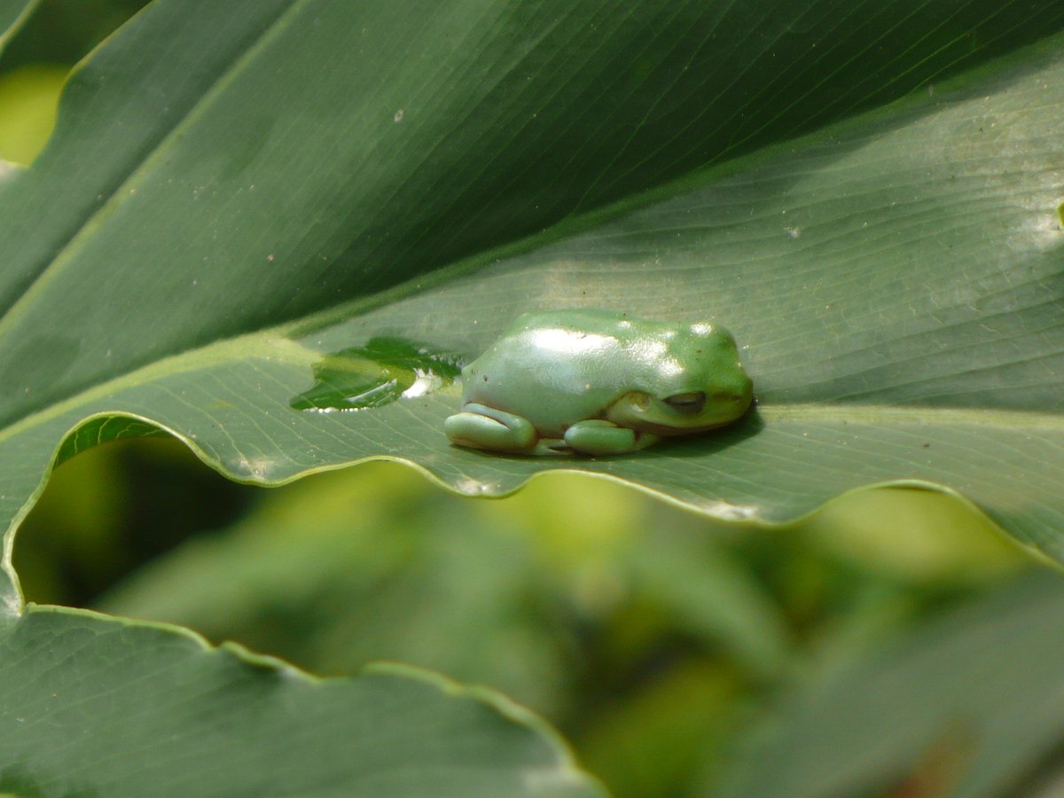 AlCass2's tweet photo. Met this lovely tree frog at the Eden Project.
#edenphotocomp https://t.co/QkNsT6V52P