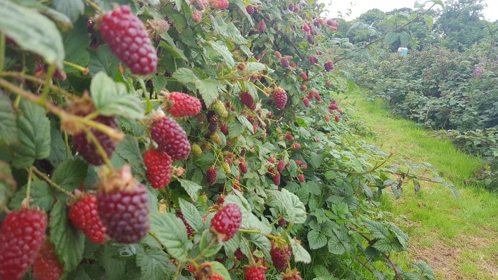 SOT_Enviro's tweet image. Tayberries at #bearstone fruit farm with #heroncrossprimary @HealthySoT @SAfoodforlife @StokeLearning