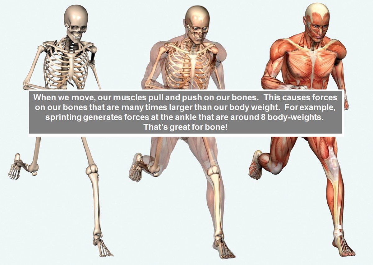 Troy Labgroup (MBLBoneStudy) Twitter