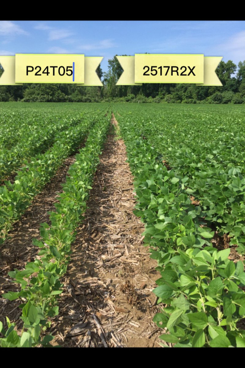 Kosinskicorn's tweet image. #SoybeanPlot in MA showing strong performance on @ChannelSeed #2517R2X #NEGrain