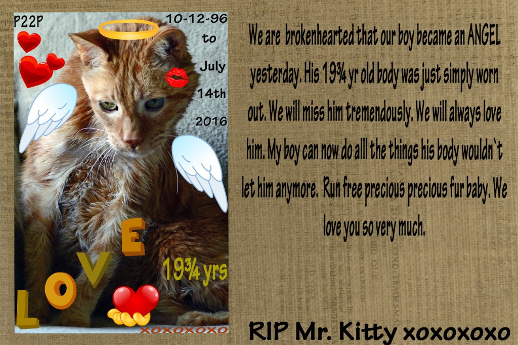 🐈‍⬛🐈 Paige, Mogwai, Scooby & 👼MrK 🐱 tweet media