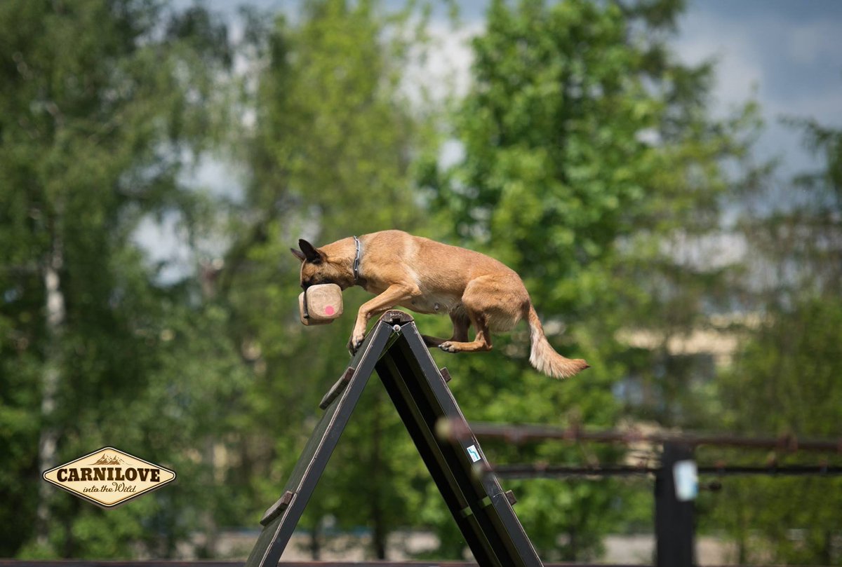 CarniloveUK's tweet photo. #intothewild #fridayfeeling #sponsoreddog https://t.co/n8ZCHimR1p