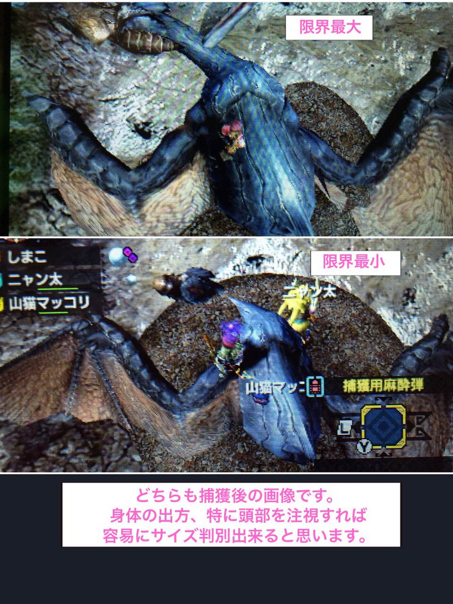 しまこ در توییتر 限界最大を求めて地獄ローテ 狩れども狩れども小さい 乱数とかいうやつがミニマム寄り 限界最小探すか 一発ツモ 思考が程よく本物になりつつあるようです 自覚 Mhx金冠 Mhx限界金冠 ゲリョス最小金冠