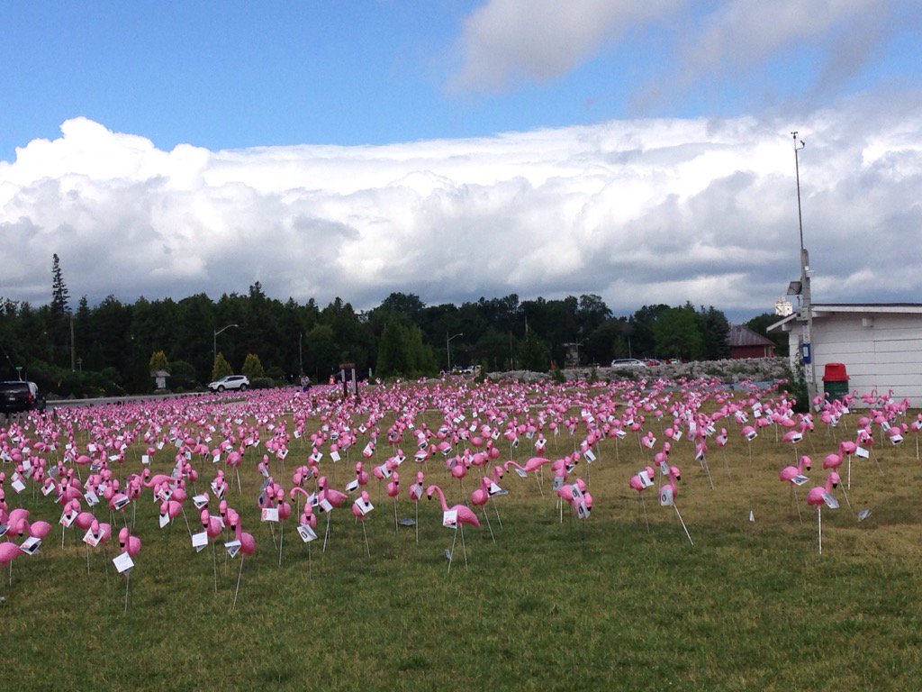 ThibertSusan's tweet photo. Flamingos flamingos everywhere #Collingwood #sunsetpointpark https://t.co/6sk6TL0Qn6