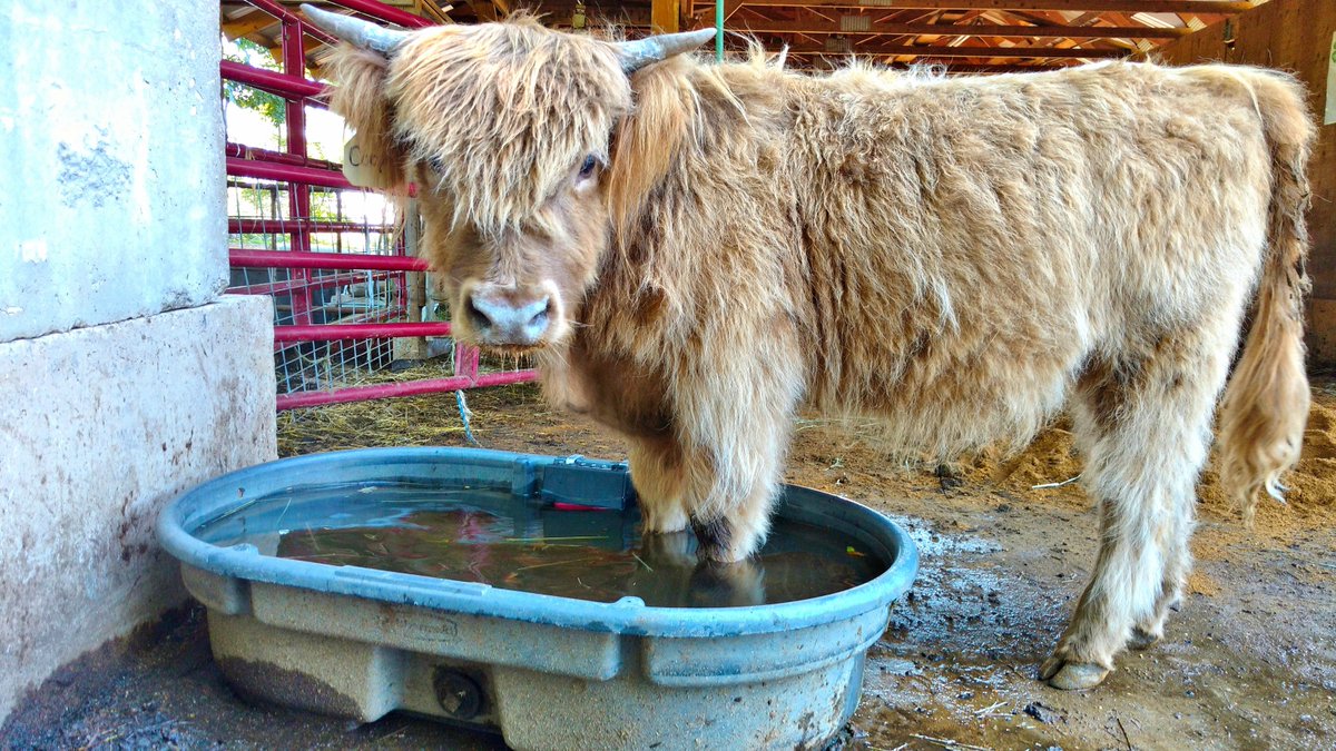 NHFarmsNetwork's tweet image. RT @MilesSmithFarm: #Cooling off. #DogDaysofSummer #heatwave2016 #poolparty #heatwave