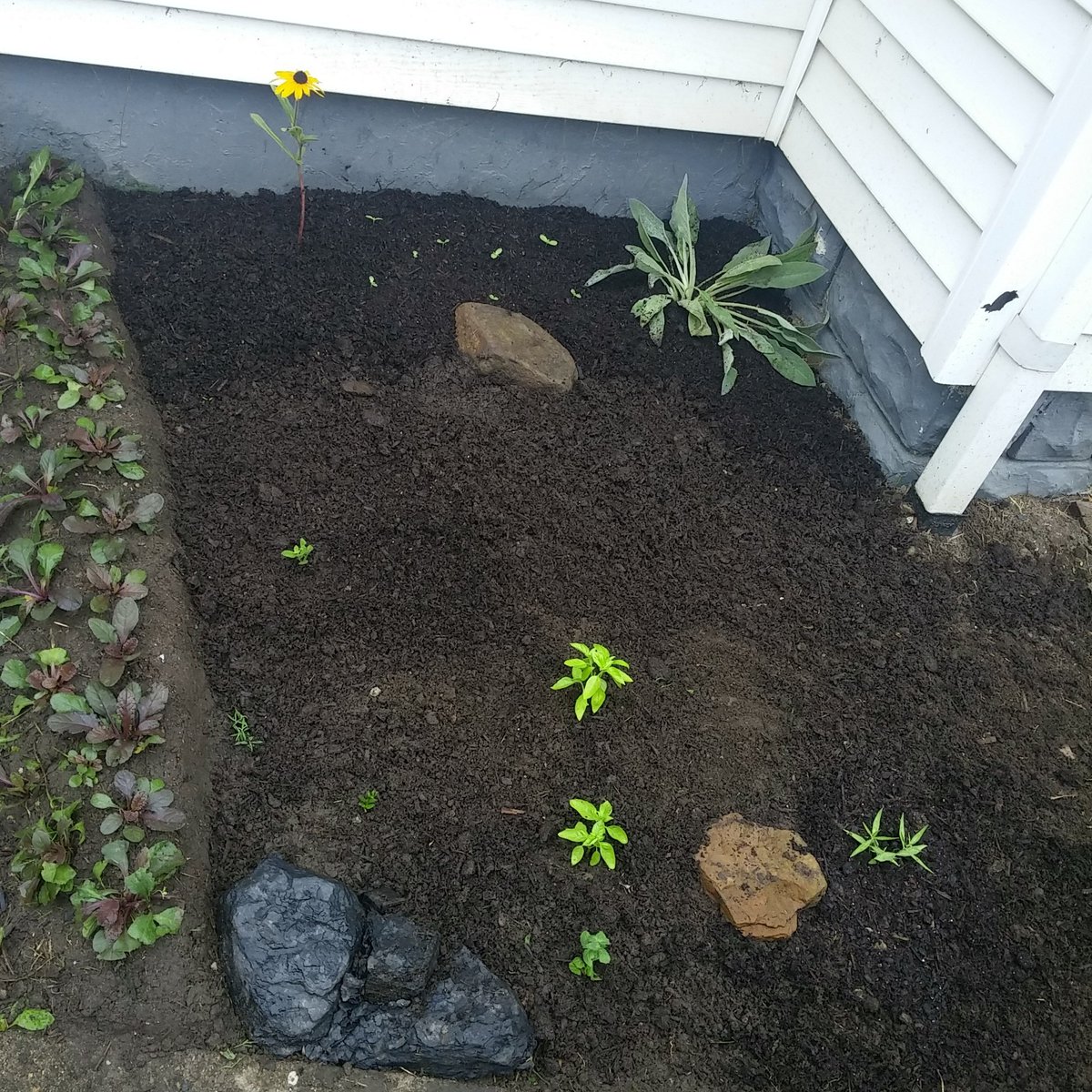 MyGardenSprouts's tweet photo. From grass to #garden  what I have been doing for two days. https://t.co/wvrWhF2HqO