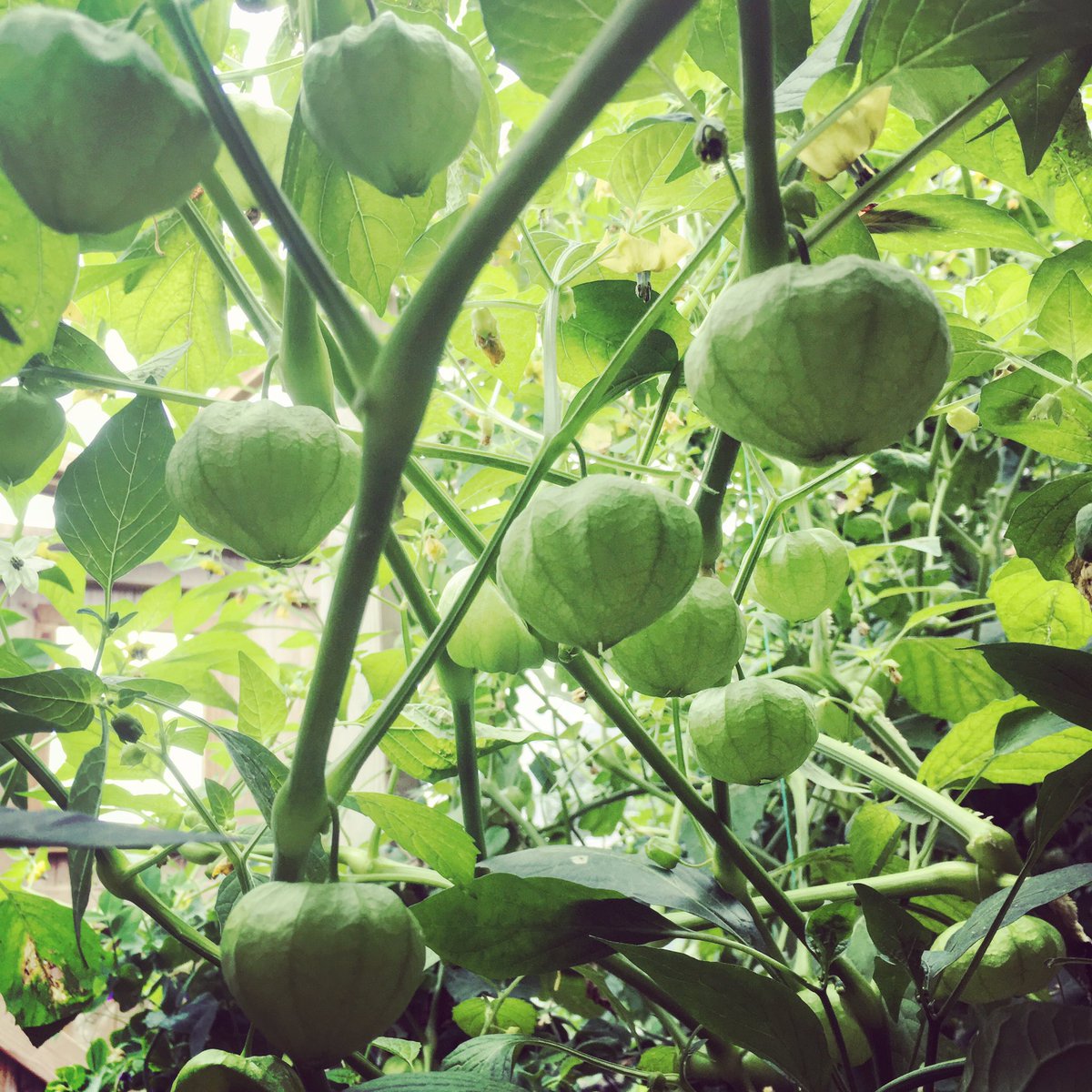 Our Tomatillos are coming along nicely. Like pretty little lanterns :) #homegrown #tomatillosalsaverde