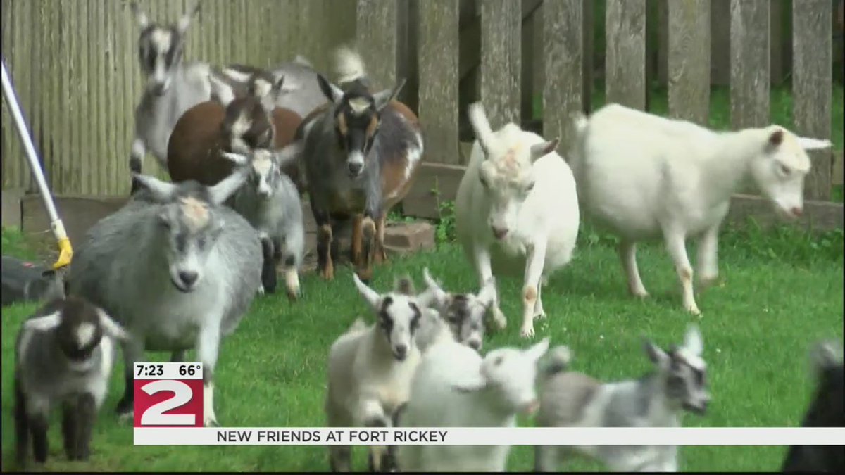 wktv.com/news/New_furry… New furry friends at Fort Rickey Children's Discovery Zoo - pygmy goats!