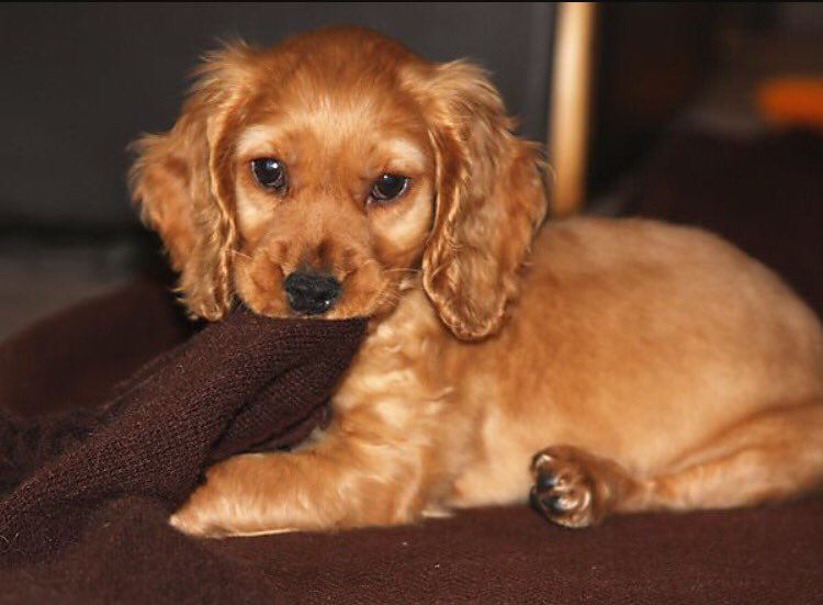 SandersBowling's tweet photo. *Dies of cuteness* https://t.co/wx92bDe50X