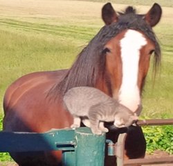 Sure_Flow's tweet photo. Stop Horsing around...Check out our new #Blog Post https://t.co/YE2qmcq3ua https://t.co/oGK2K4338S