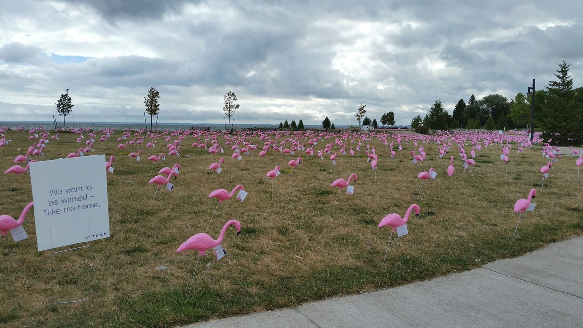 thepeakfm's tweet photo. Take a pink flamingo home for your chance to win awesome prizes like a Samsung smartphone! #sunsetpointpark @TELUS https://t.co/rgCThYqnnv
