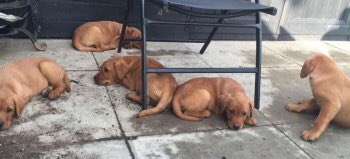 DogLostUK's tweet photo. STOLEN 6 Lab Retriever Fox Red puppies
Ely #Cambridgeshire 15.07.16 @DoglostUK https://t.co/arQfb27tDJ … … #ScanMe https://t.co/8xVcPtrc6d