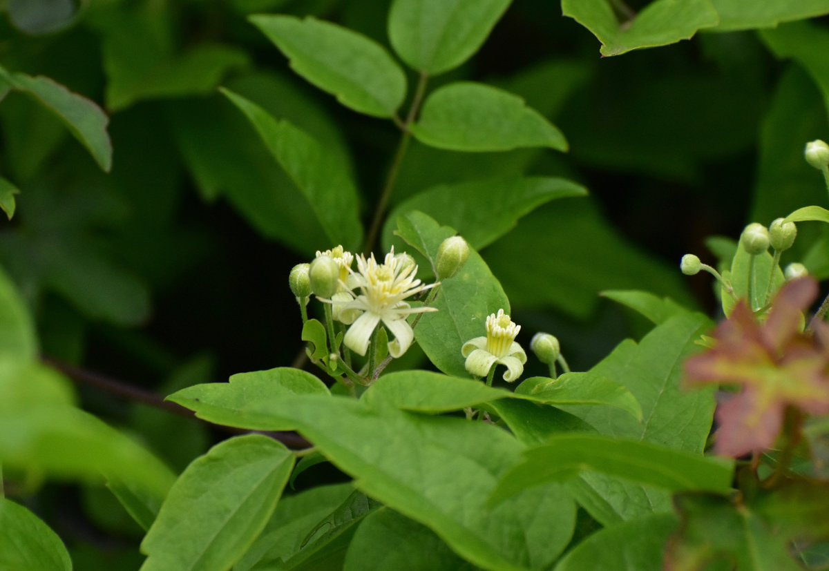 countrymousie's tweet photo. Suddenly, after 9 years a #clematis is growing in the wood #anyideas? @The_RHS #justappeared #pretty #tinyflowers https://t.co/fPhpzgB6Fe