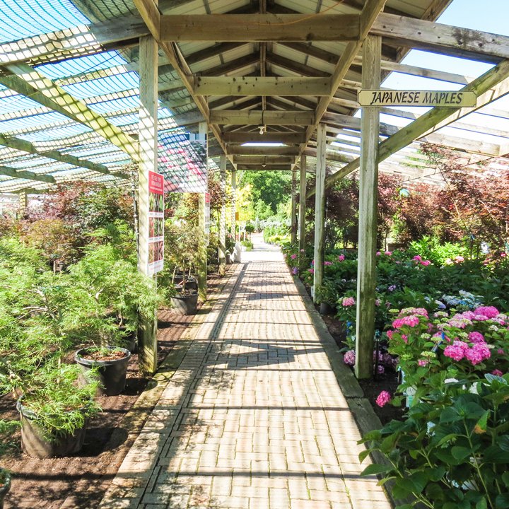 Taking a walk through the nursery before it rains on us! + Hydrangeas are in bloom (off to the right)!