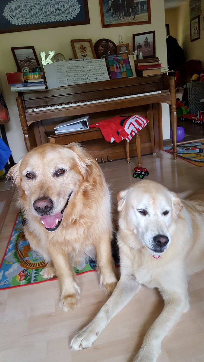 mikejknuckles's tweet image. Our boys cody and Lico!#livethem @LindaC2010 @HorseGirlAmy @Lisa42482520 @cub1fan1962