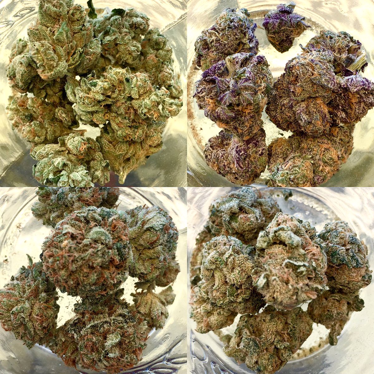 NevadaMMJ's tweet photo. Which one do you choose to give you that #FridayFeeling #TGIF https://t.co/G85WWOo2Wb