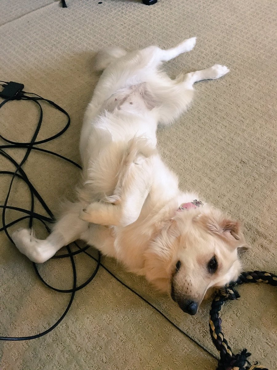 markiplier's tweet photo. She finds this position comfortable... https://t.co/mBF16xlt7e