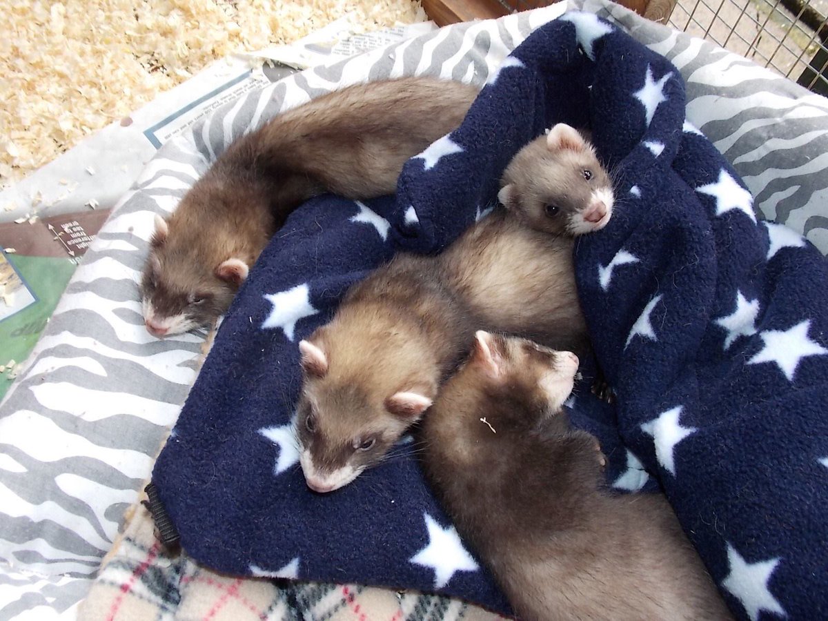 FerretRescueUK's tweet photo. New arrivals.  Litter of 6, approx 7wk old girls. Found dumped 🙁#ferrets #ferret https://t.co/IqVaY51rpm