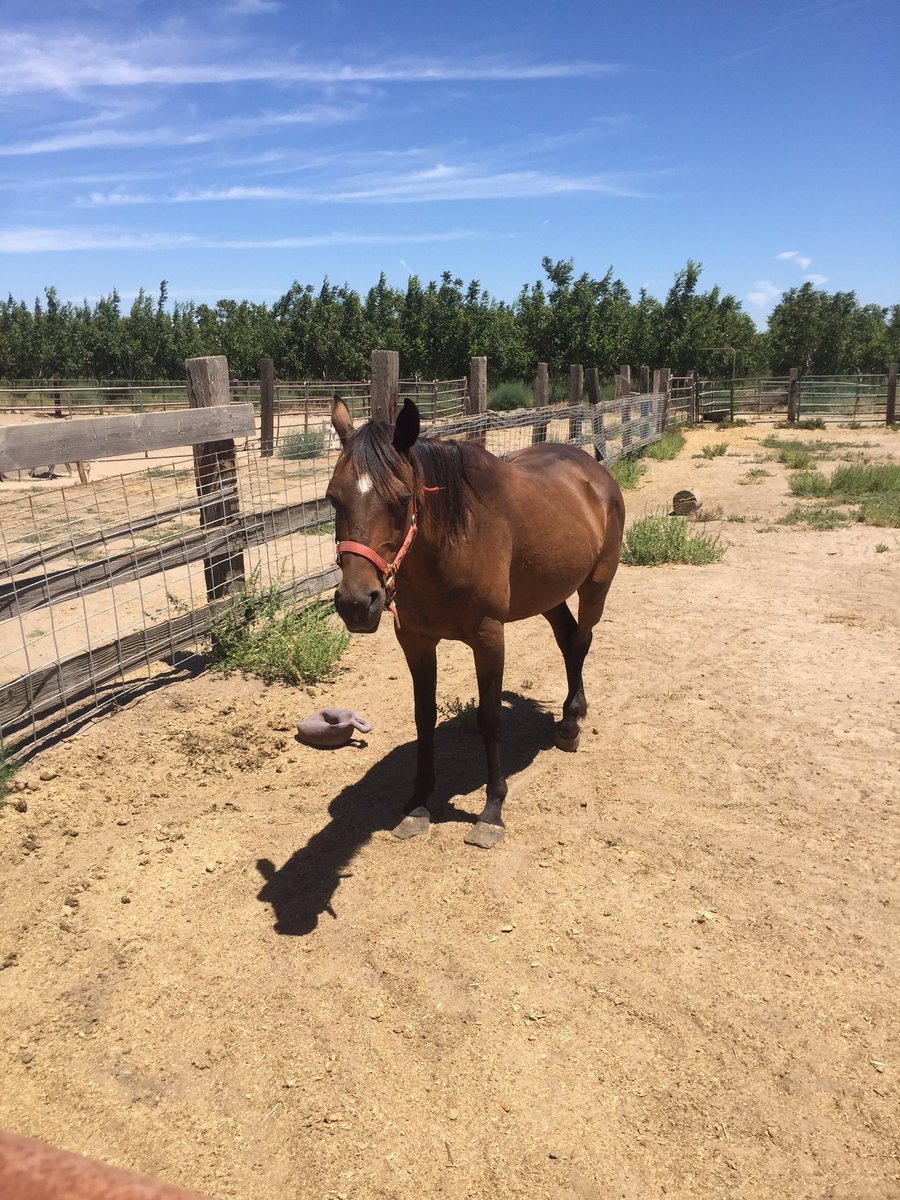 SSPStockton's tweet photo. SSPonies (Horses) at Black Urban Farmers Association! We are grateful to be working with them! https://t.co/AQ7fKiVkht