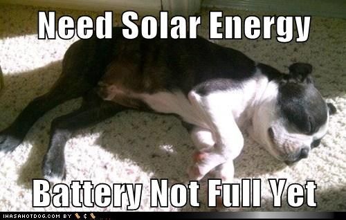 SolarMommy's tweet image. What will we ever do without #solar #power? I know our wonderful #pets cant live without the #sun.