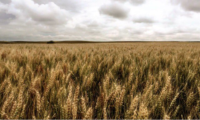 briannalelliot's tweet photo. Winter wheat near Mossleigh AB coming along pretty nicely @DecisiveFarming #VRfertility https://t.co/wQaBG6pKLX