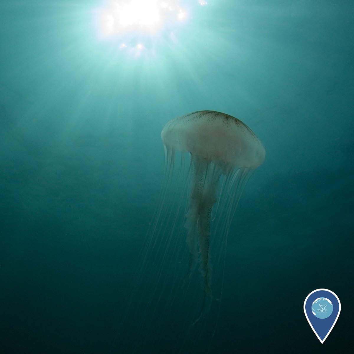 SDIDEC's tweet image. CommerceGov: RT sanctuaries: Our photo contest closes today! Submit your photos: go.usa.gov/cSkek #EarthIs…