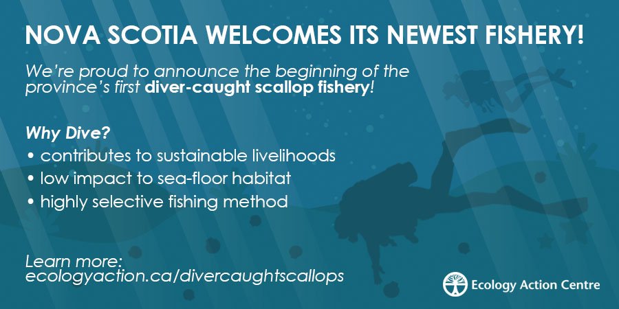 For the afternoon crowd! | Learn more about #NS's newest #fishery here: ecologyaction.ca/divercaughtsca… #sustainableseafood