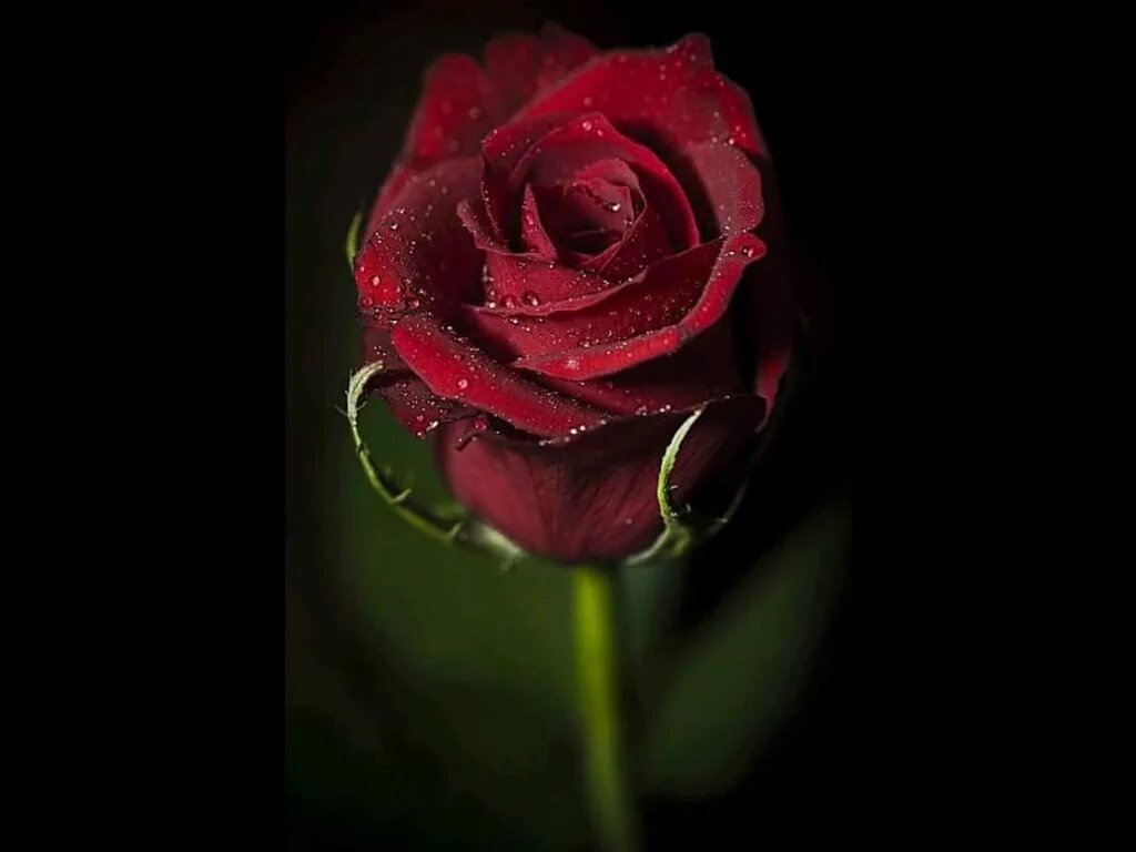 khlwda107's tweet photo. الانثى كـاُلوٓرد. لايبـوح

ُ بِإحتياجِهِ لِلماء فإما أن 

يُسقى وٓيعيش أو يٓموت
صامتآ https://t.co/fxdCOhsbNZ