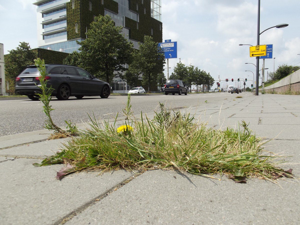 Het kleinste stadsnatuurpark van Venlo staat in bloei! Lievvvv! @C2CExpoLAB @VitaleGroenStad <a href="/BeuckenW/">Wim van den Beucken</a> <a href="/henkbrauer/">henkbrauer</a>