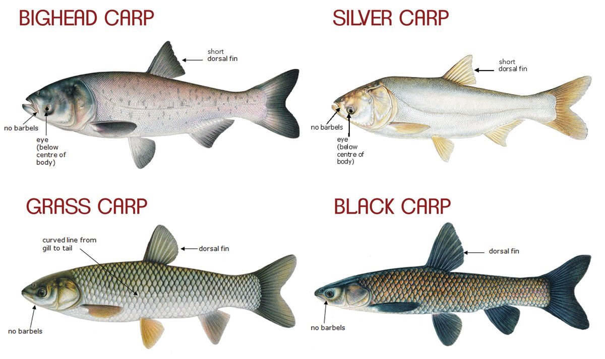 Asian carp in the oceans Asian carp in the oceans